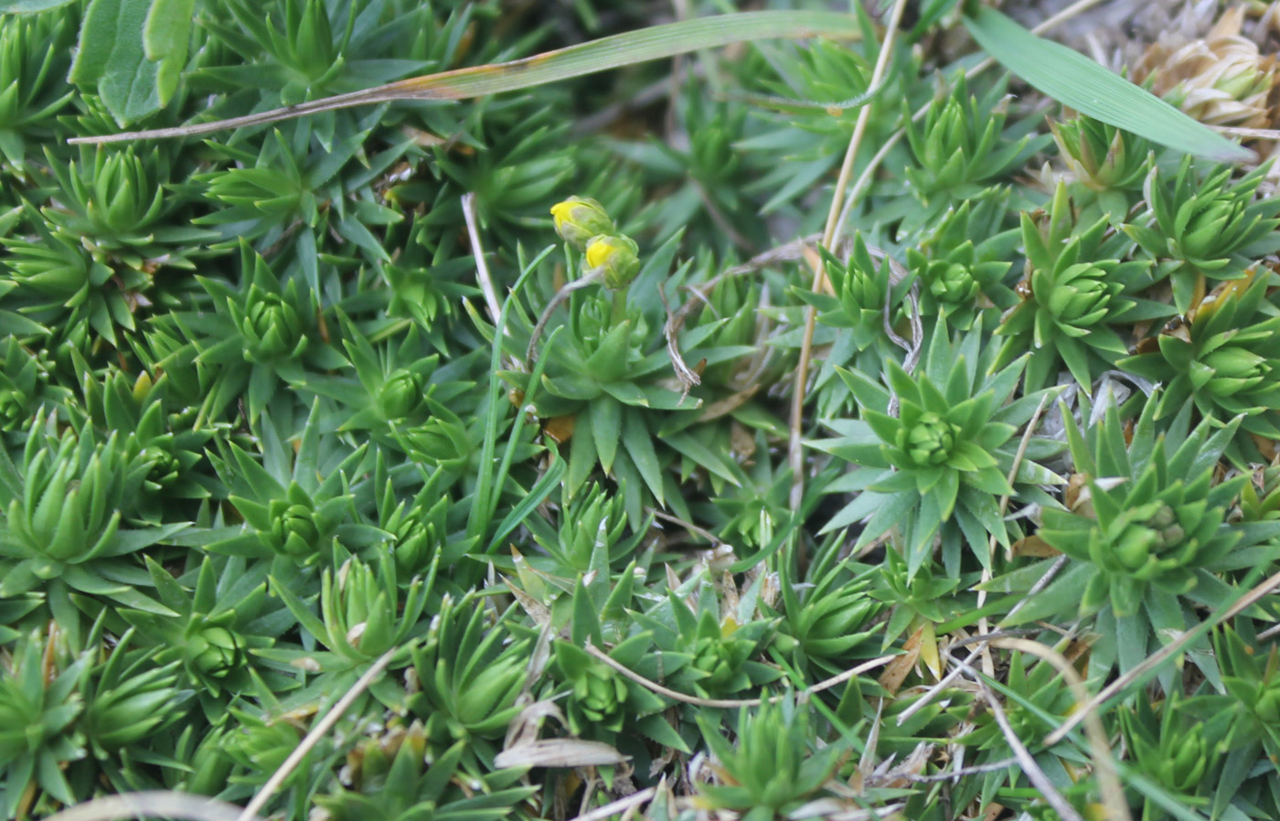 Изображение особи Draba scabra.