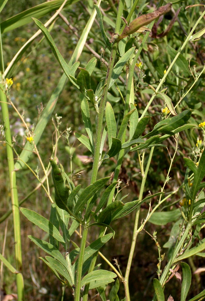 Изображение особи Centaurea adpressa.