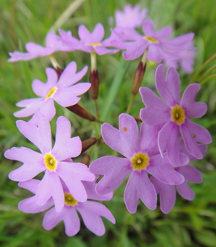 Image of Primula nutans specimen.