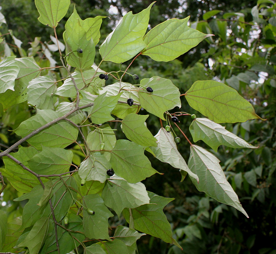 Image of Alangium chinense specimen.