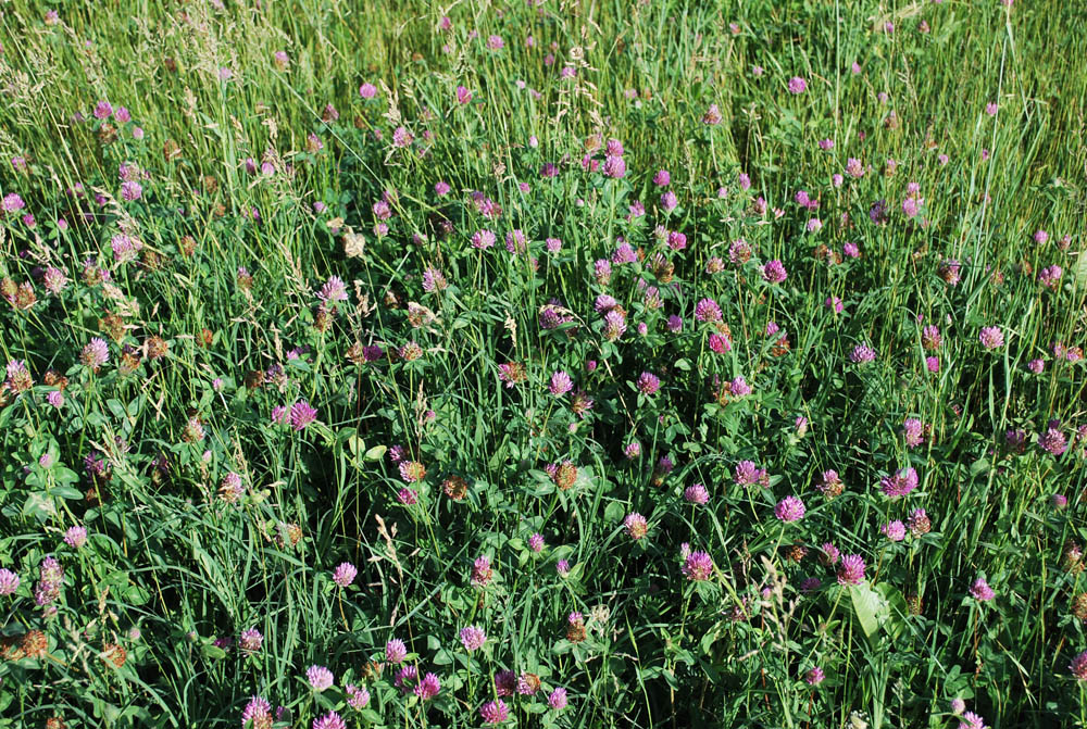 Image of Trifolium pratense specimen.