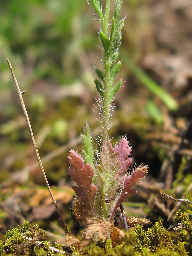 Image of Papaver dubium specimen.