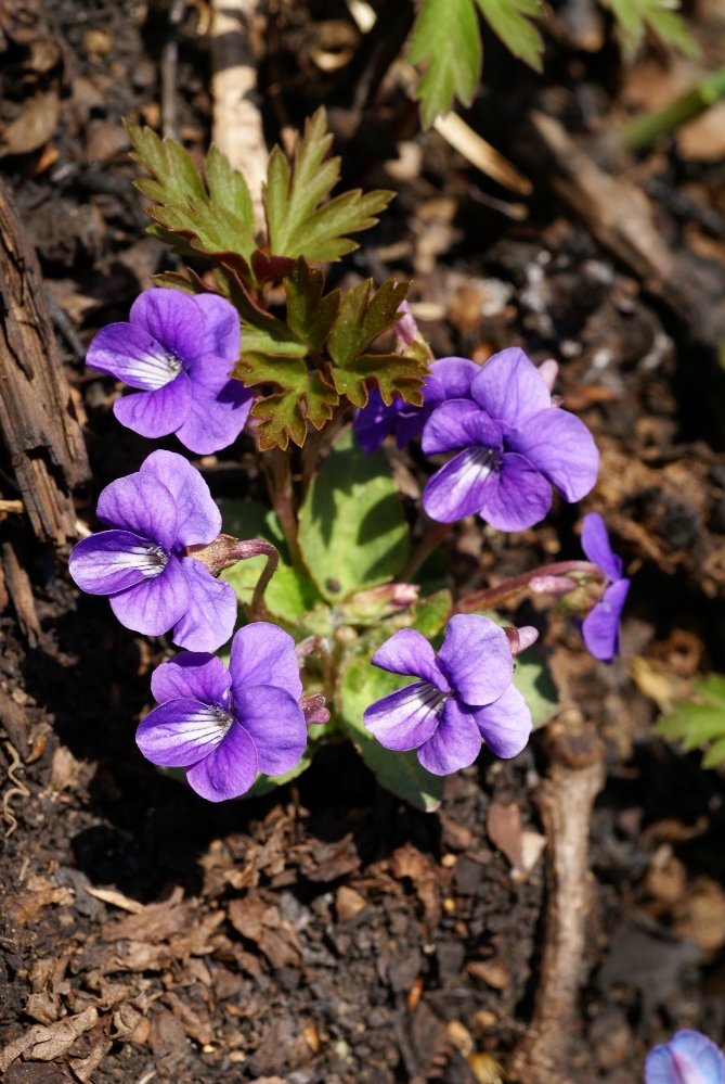 Image of Viola phalacrocarpa specimen.