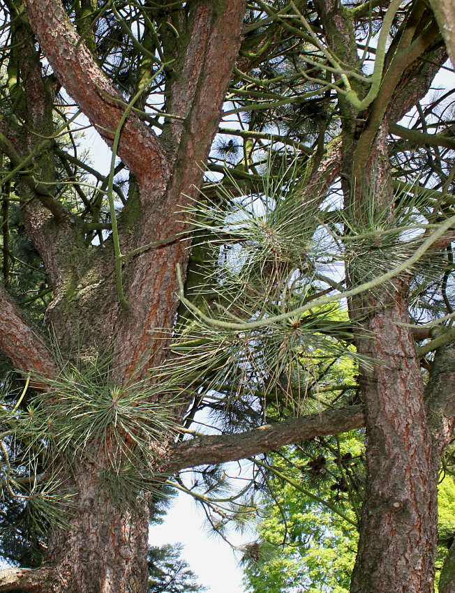 Image of Pinus ponderosa specimen.