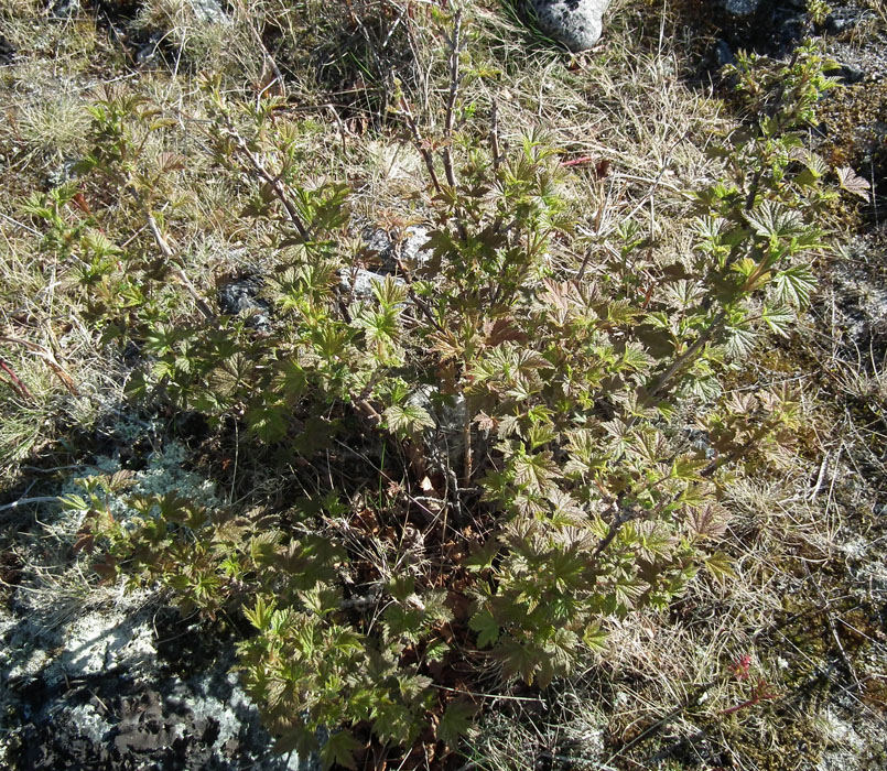 Image of Ribes glabrum specimen.