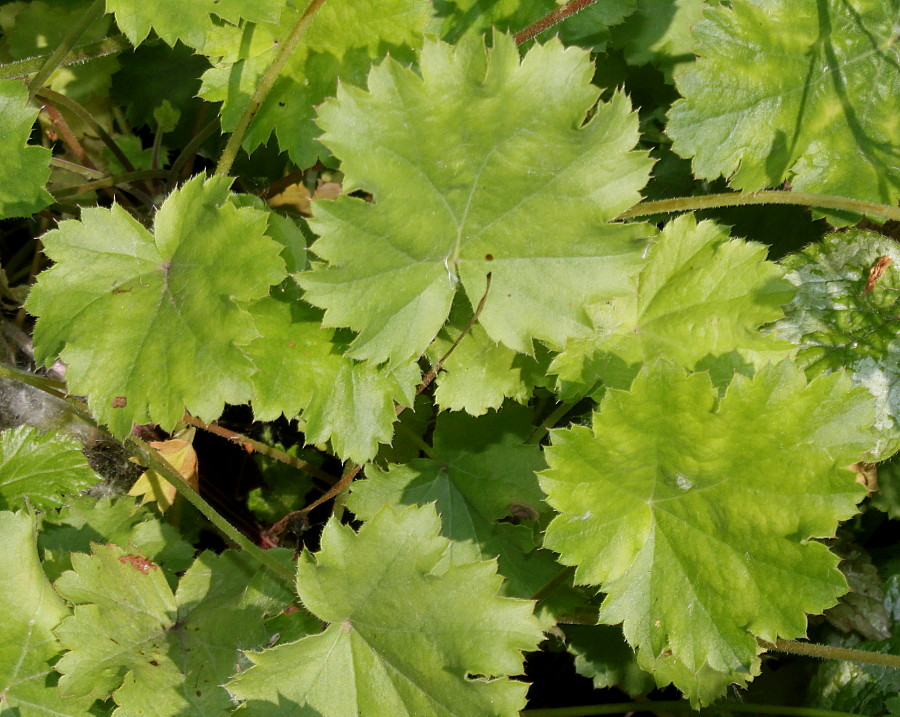 Image of genus Heuchera specimen.