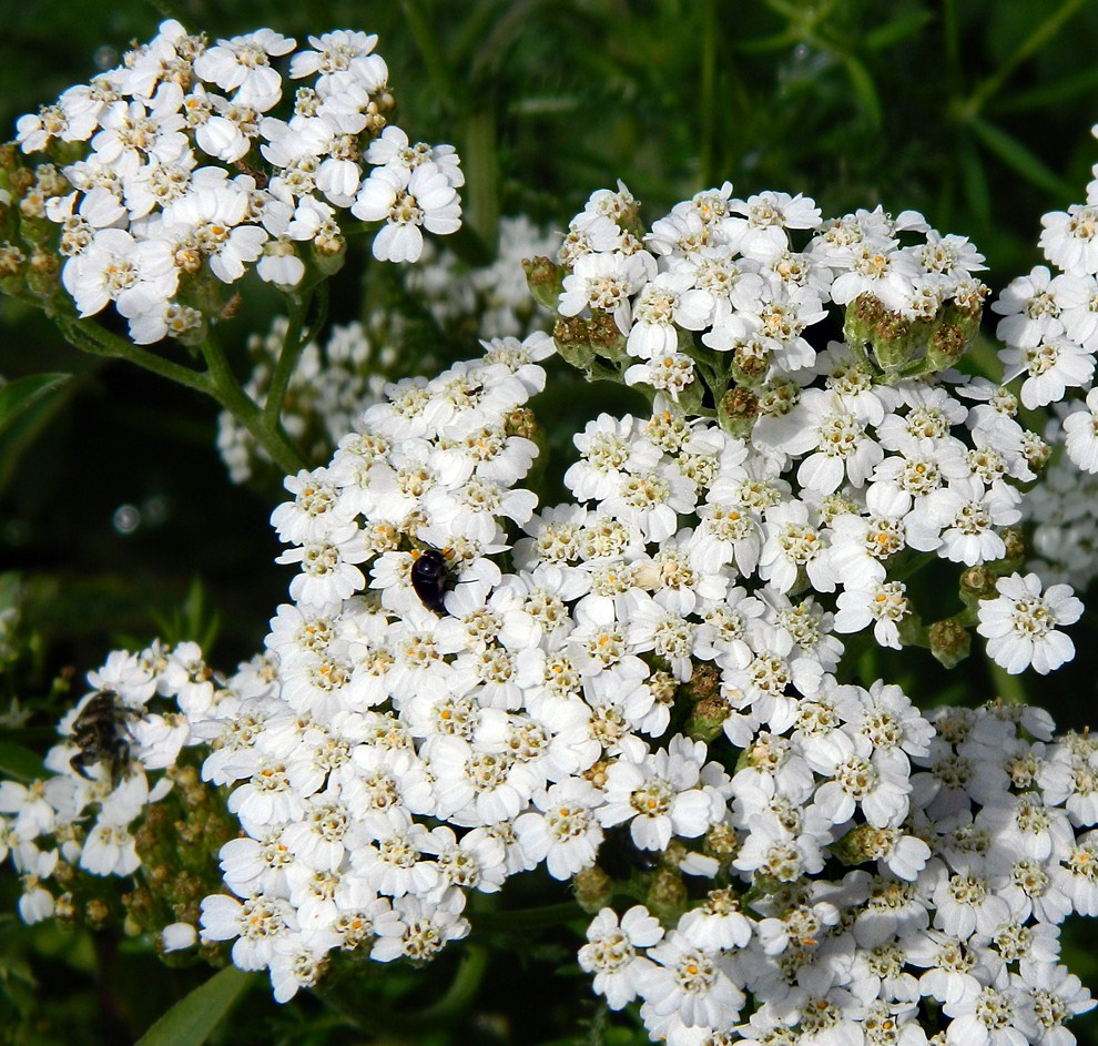 Изображение особи Achillea millefolium.