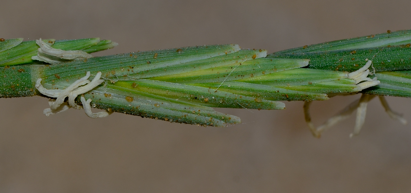 Изображение особи Elytrigia juncea.