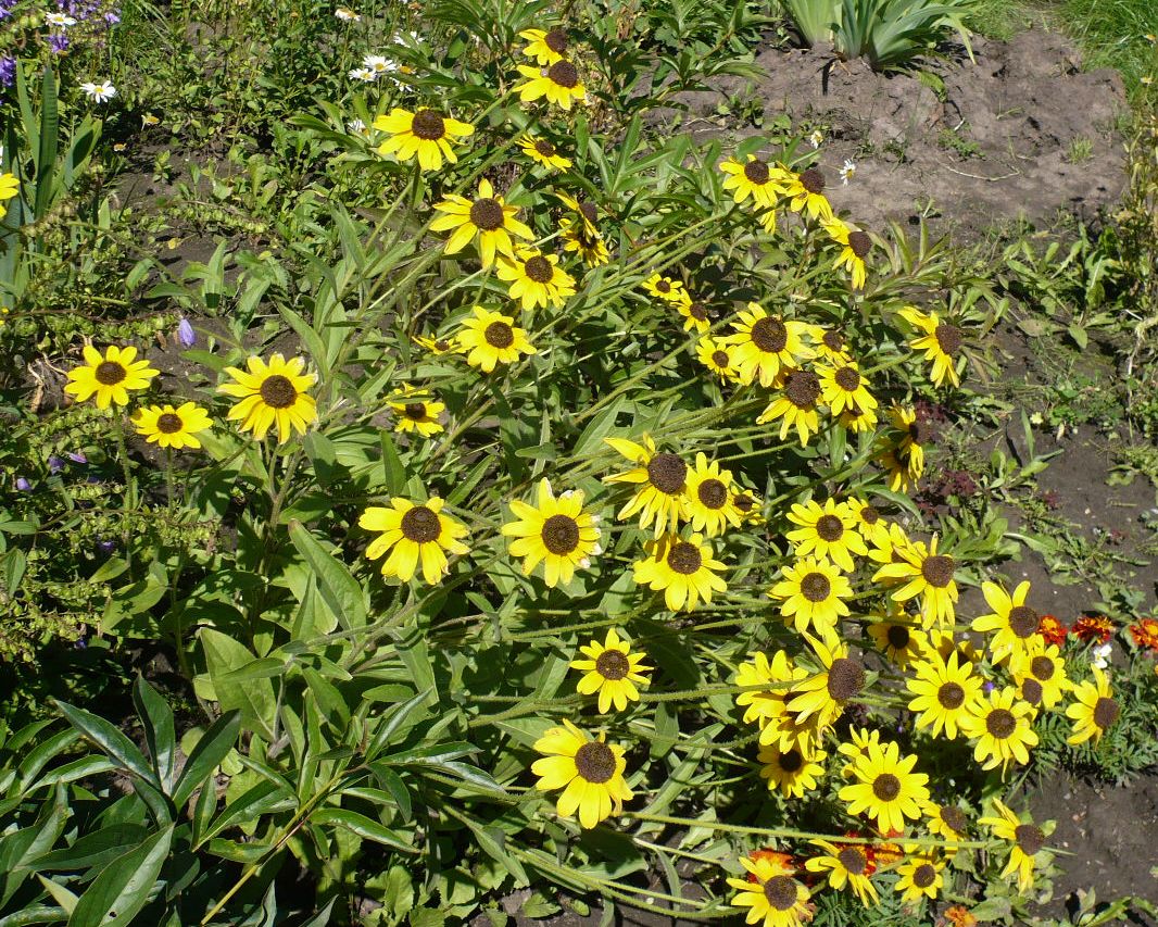 Изображение особи род Rudbeckia.