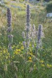 genus Stachys. Цветущие растения. Черногория, нац. парк Ловчен. 18.07.2014.