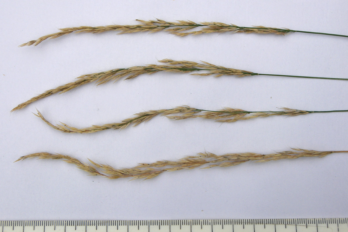 Изображение особи Agrostis planifolia.