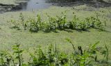 Смотреть изображение Berula erecta