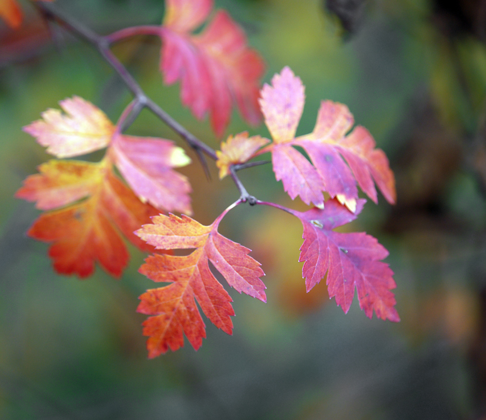 Image of genus Crataegus specimen.