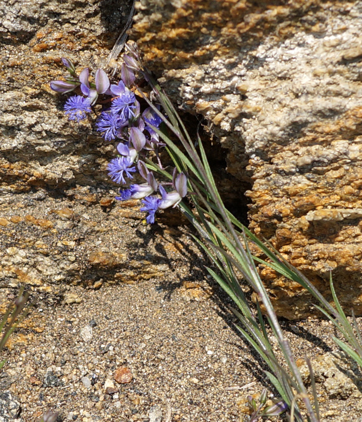 Image of Polygala tenuifolia specimen.