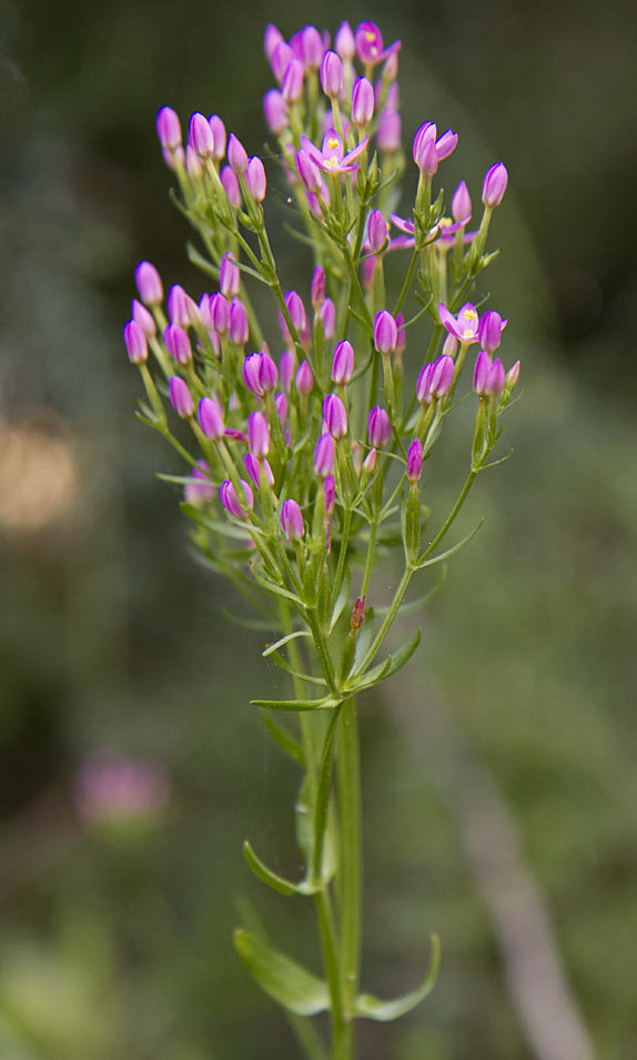 Изображение особи род Centaurium.