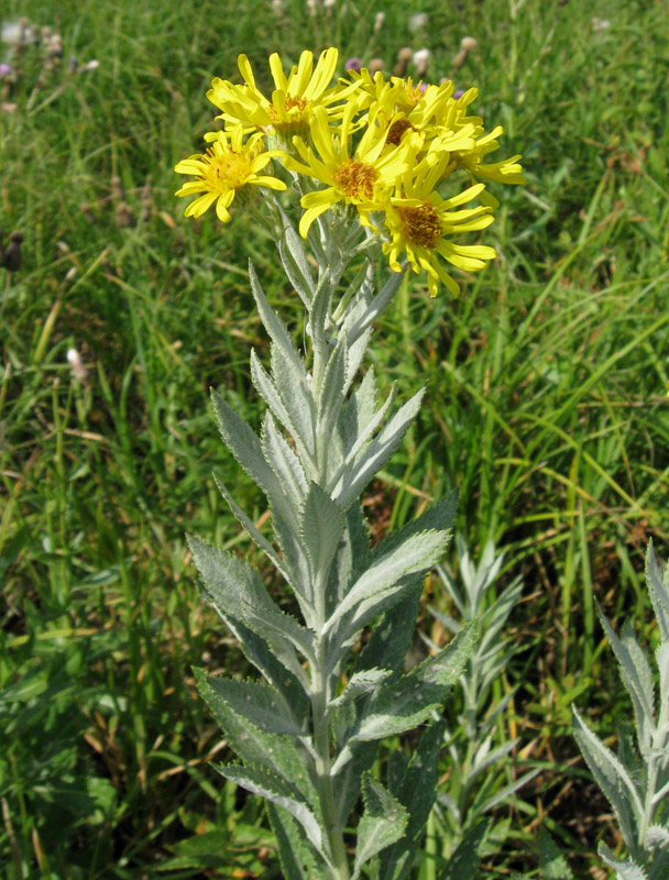 Image of Senecio tataricus specimen.