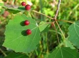 Populus tremula. Листья с галлами галлицы Harmandia tremulae (Cecidomyiidae). Республика Татарстан, г. Бавлы. 27.08.2009.