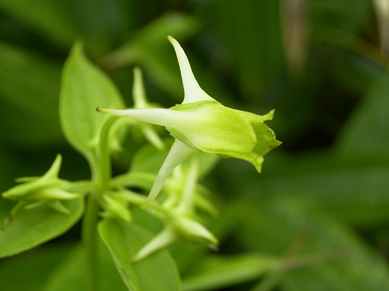 Image of Halenia corniculata specimen.