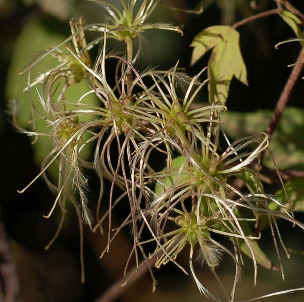 Изображение особи Clematis brevicaudata.