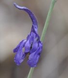 Delphinium divaricatum