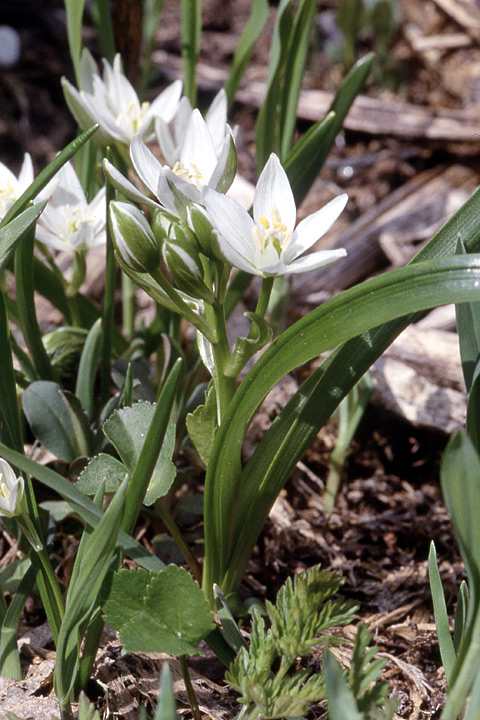 Image of Ornithogalum balansae specimen.