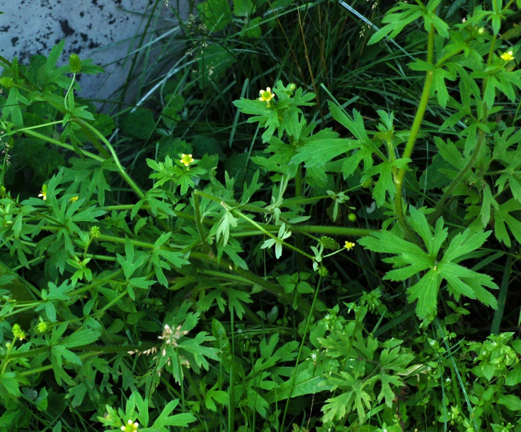 Image of Ranunculus chinensis specimen.