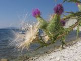 Cirsium vulgare. Верхушка побега с соплодием и соцветиями. Краснодарский край, м/о г. Геленджик, окр. с. Дивноморское, приморский склон горы, скальное обнажение. 25.08.2014.