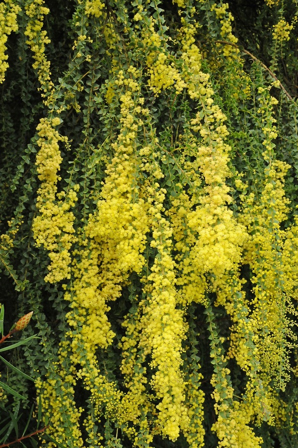 Image of Acacia pravissima specimen.