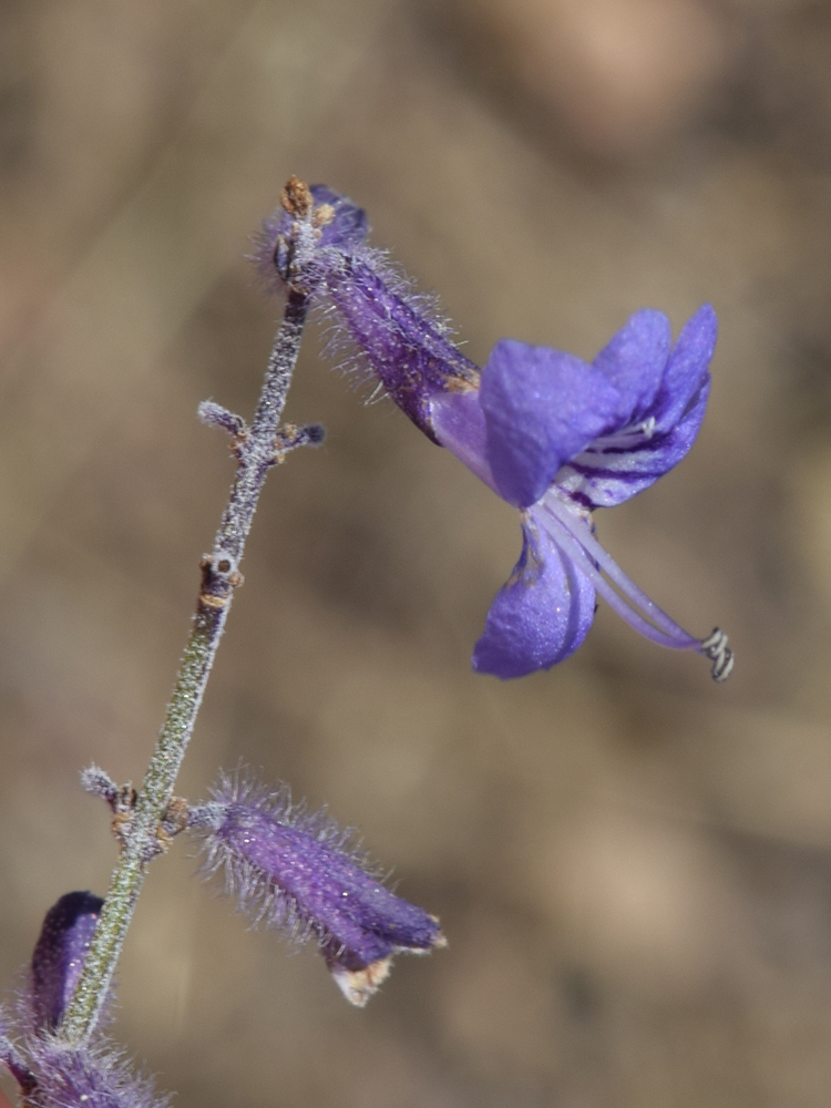 Изображение особи Perovskia scrophulariifolia.