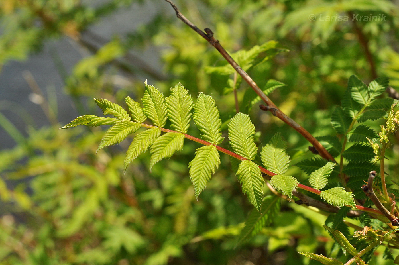 Image of Sorbaria sorbifolia specimen.