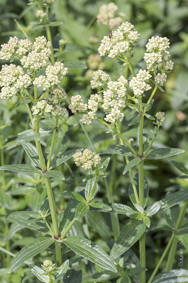 Image of Galium rubioides specimen.