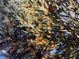 Juniperus sargentii. Ветвь с микростробилами. Санкт-Петербург, Ботанический сад, уч.119. 06.05.2014.