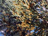 Смотреть изображение Juniperus sargentii