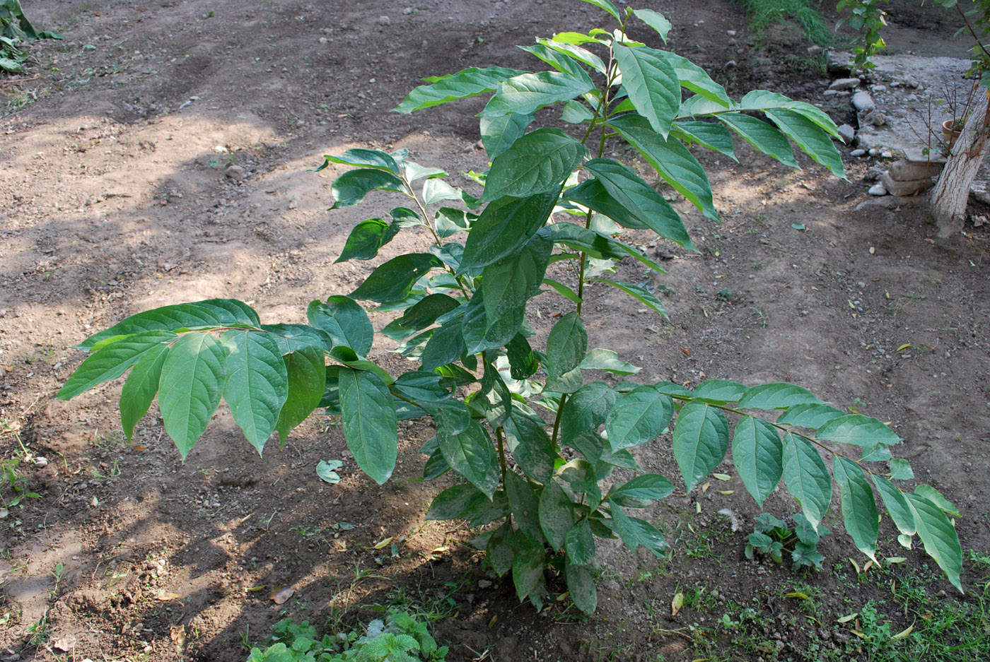 Image of Diospyros kaki specimen.