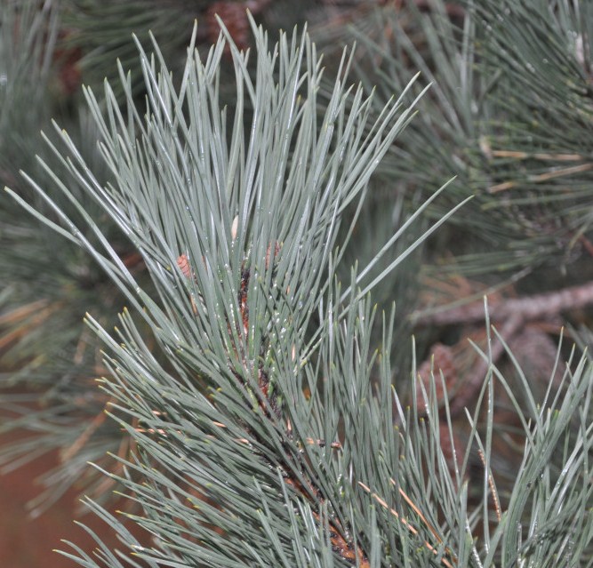 Image of Pinus pallasiana specimen.