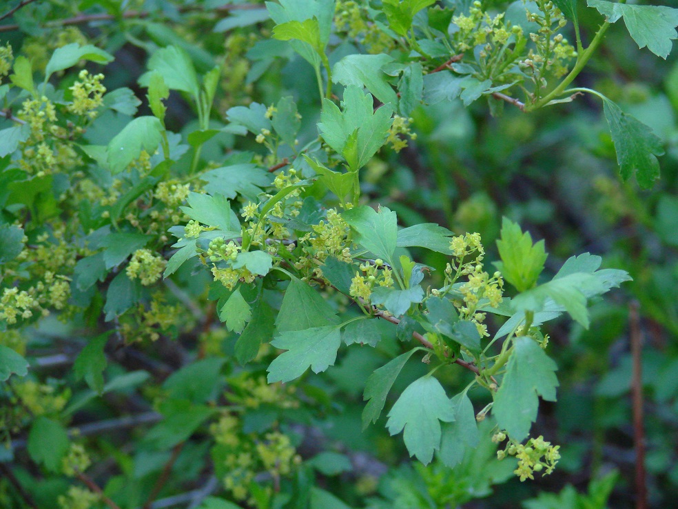 Изображение особи Ribes pulchellum.