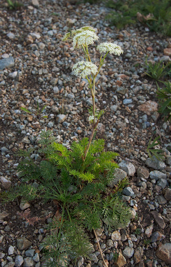 Image of Kitagawia baicalensis specimen.