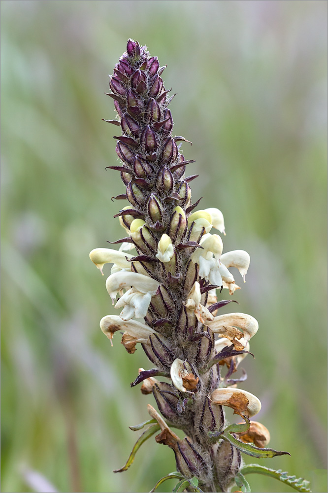 Image of Pedicularis uralensis specimen.