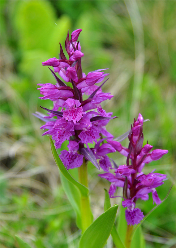 Image of Dactylorhiza euxina specimen.