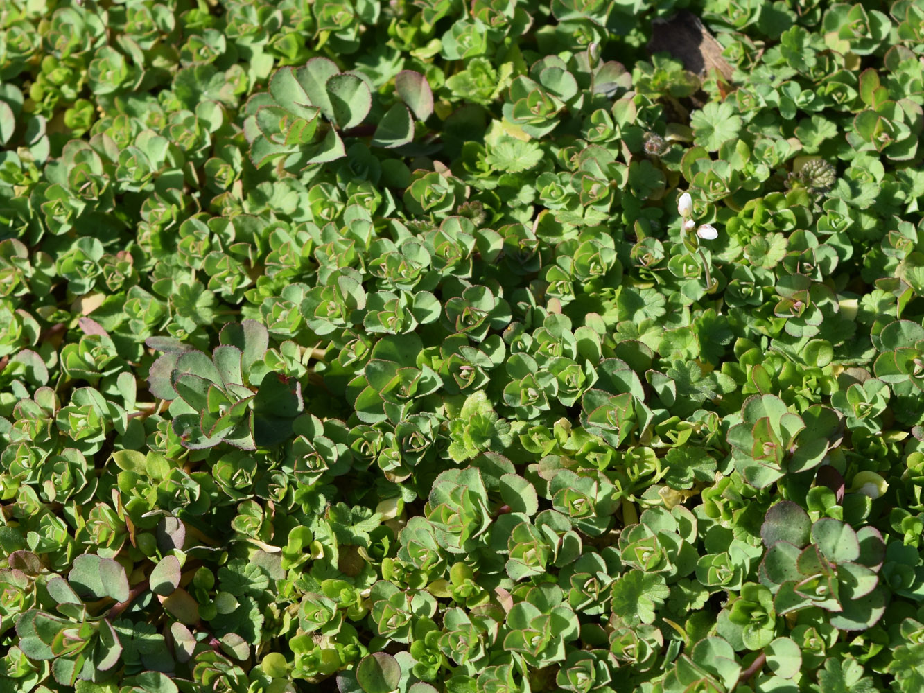 Image of Euphorbia helioscopia specimen.