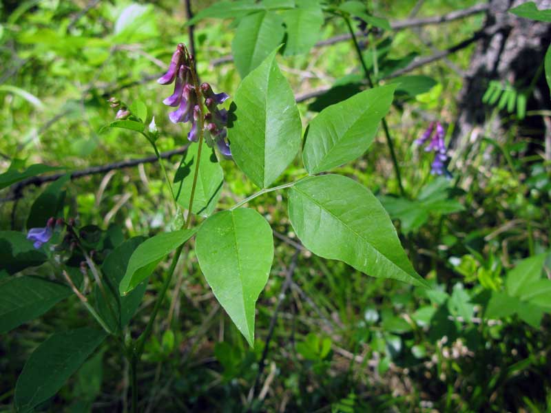 Image of Vicia baicalensis specimen.