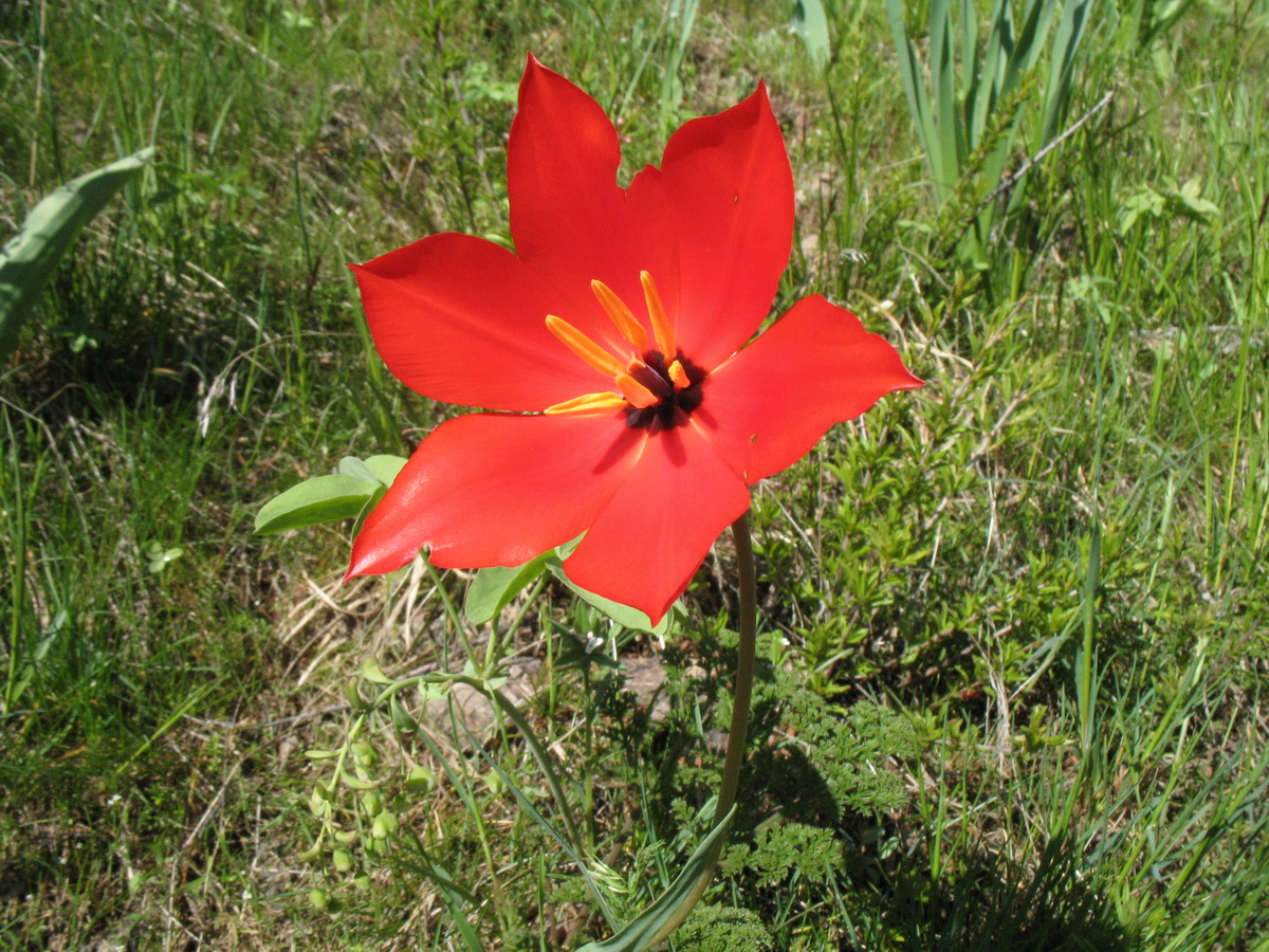 Изображение особи Tulipa zenaidae.