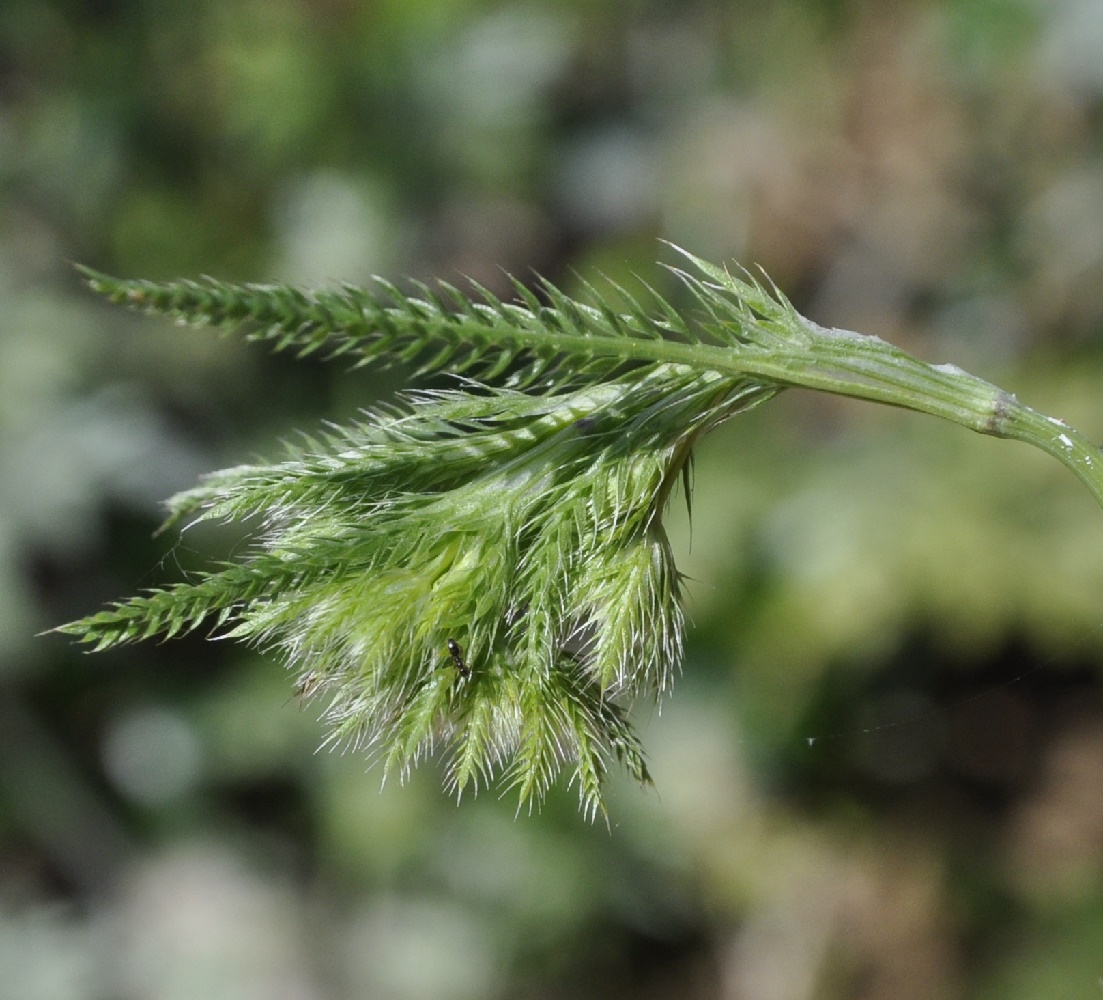 Image of Lagoecia cuminoides specimen.