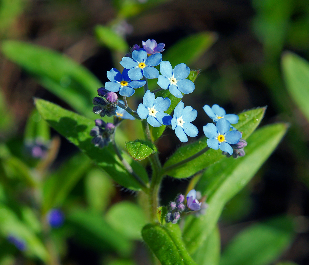 Image of Myosotis sylvatica specimen.