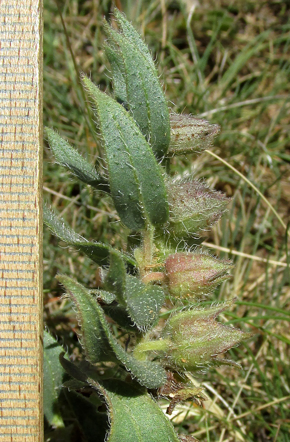 Image of Nonea rossica specimen.