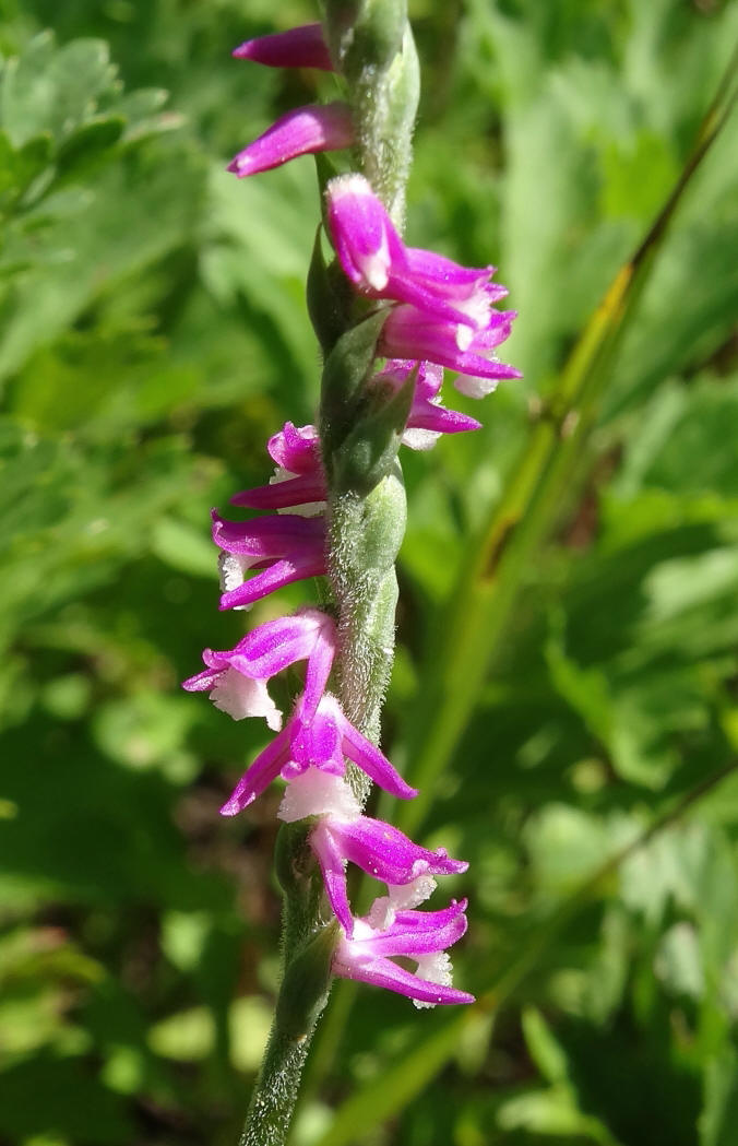 Image of Spiranthes australis specimen.