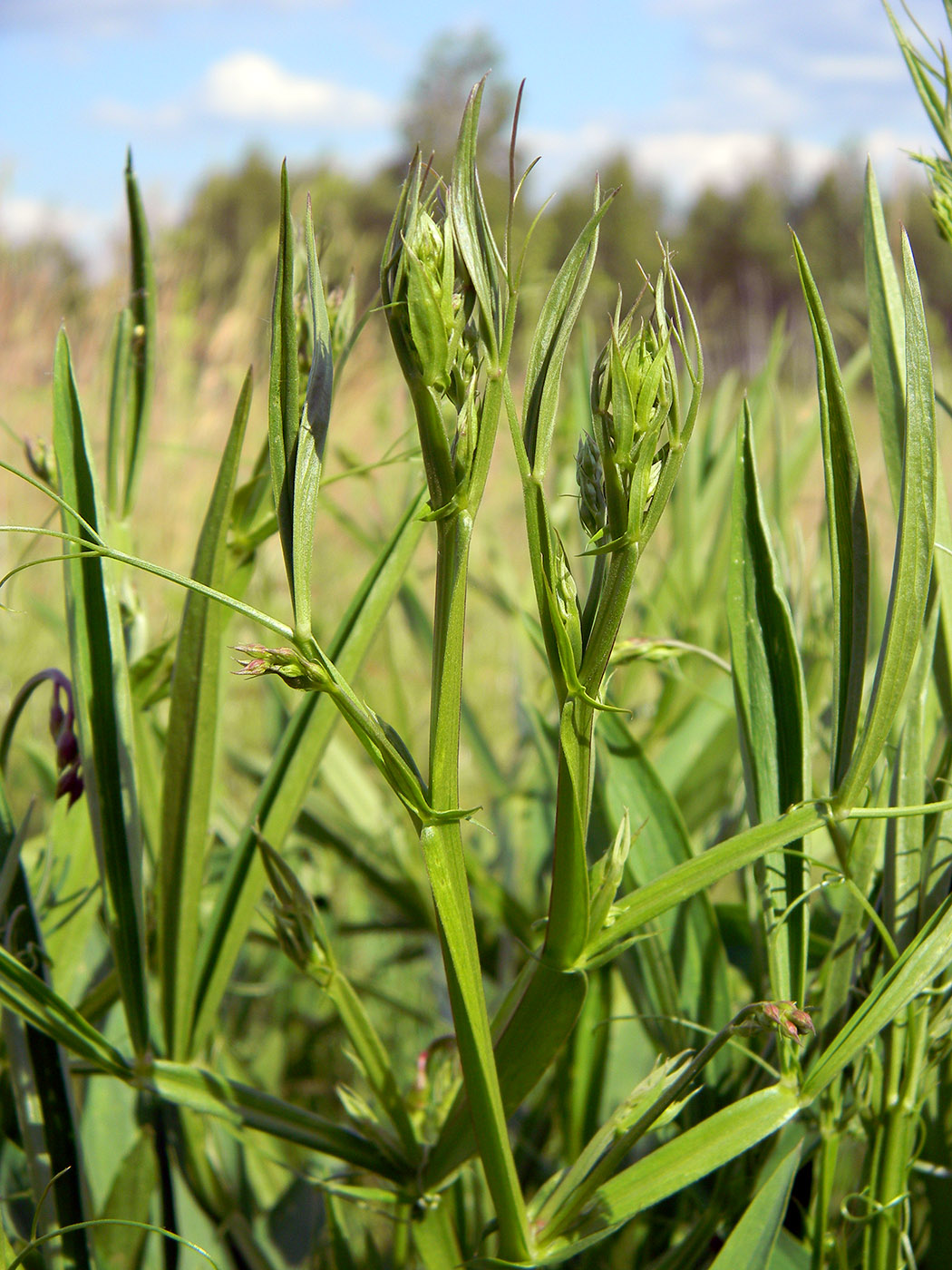 Изображение особи Lathyrus sylvestris.