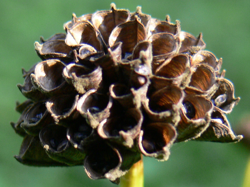 Image of Trollius europaeus specimen.