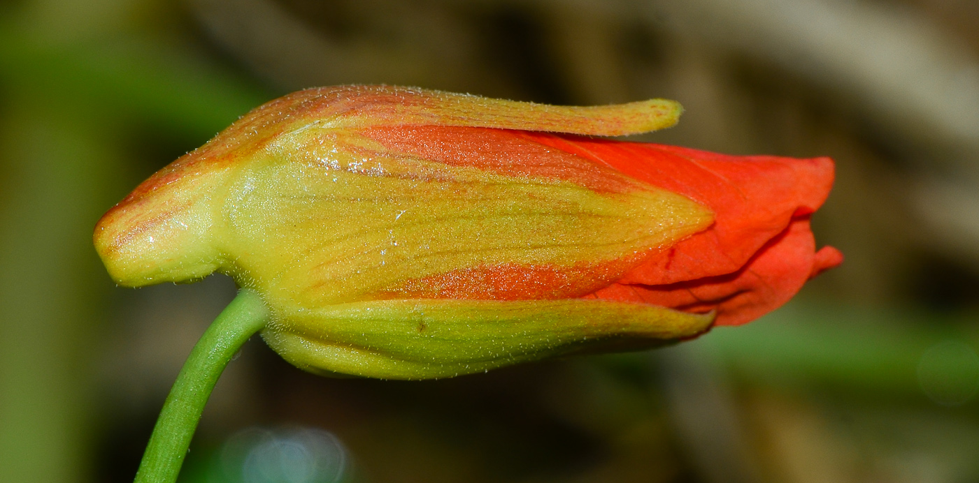 Image of Tropaeolum majus specimen.