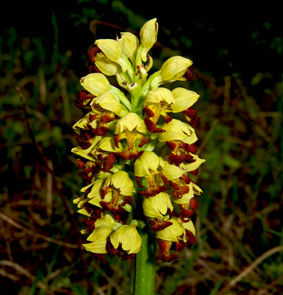 Изображение особи Orchis punctulata.